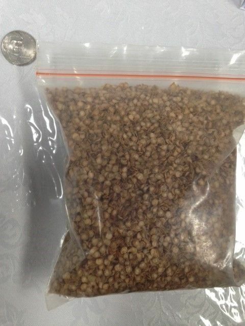 25,000 Red Bhut Jolokia dark Seeds Ghost Pepper Naga HOT Chilli 60/65% germ rate