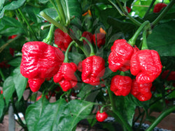 50 Seeds Trinidad Moruga Scorpion Worlds Hottest! World Record! Fresh 2020 !Hot!