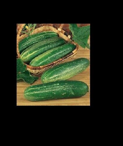 PRE ORDER 3 (6-9) Live 3 - 6" inch Seedlings Straight Eight 8 Cucumber Heirloom Healthy