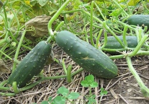 PRE ORDER 3 (6-9) Live 3 - 6" inch Seedlings Straight Eight 8 Cucumber Heirloom Healthy