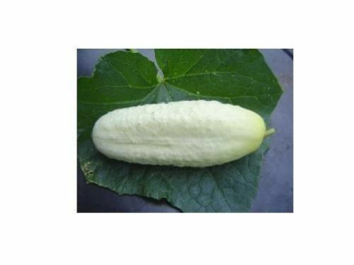 PRE ORDER 3 (6-9) Live 3 - 6" inch Seedlings White Wonder Cucumber Rare Heirloom Healthy