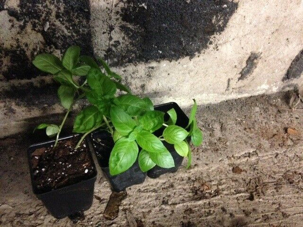 3 (6) Live 3 - 6" inch Seedlings Cinnamon Basil Culinary Scent Herb Spicy Fresh