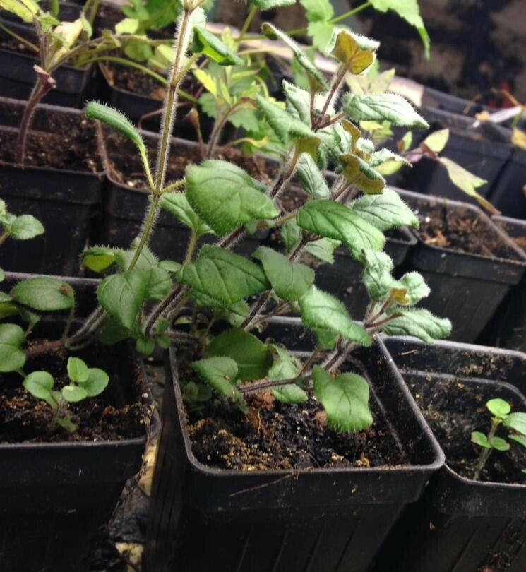 3 (6) Live 3 - 5" inch Seedlings Italian OREGANO Culinary Herb Fresh Pizza spice