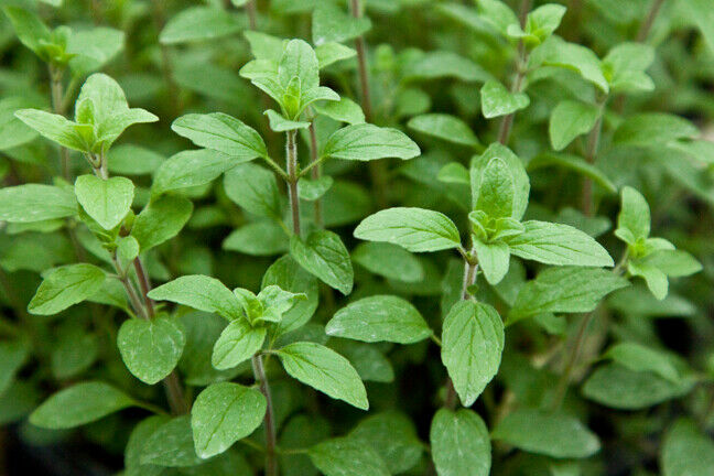 3 (6) Live 3 - 5" inch Seedlings Italian OREGANO Culinary Herb Fresh Pizza spice