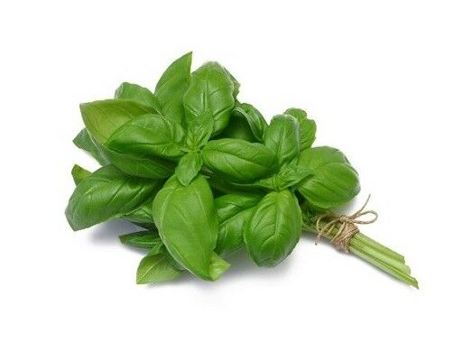 3 (6) Live 3 - 5" inch Seedlings Sweet Basil Culinary Herb Fresh Great Aroma!