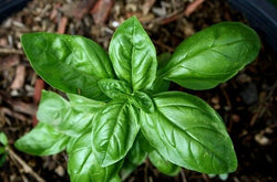 3 (6) Live 3 - 5" inch Seedlings Sweet Basil Culinary Herb Fresh Great Aroma!