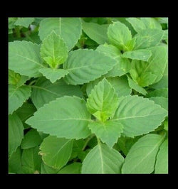3 (6) Live 4 - 7" inch Seedlings Tulsi Holy Basil Culinary Scent Herb Fresh