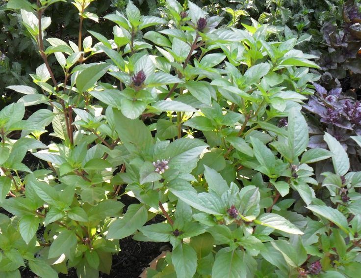 3 (6) Live 3 - 6" inch Seedlings 2 Each: Cinnamon Sweet Large Leaf Italian Basil