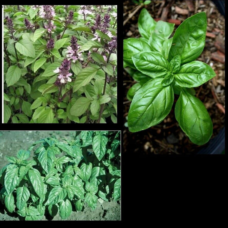3 (6) Live 3 - 6" inch Seedlings 2 Each: Cinnamon Sweet Large Leaf Italian Basil