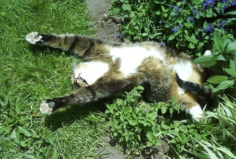 3 (6) Live 3 - 6" inch Seedlings Catnip Cat Party Supplies Nice Scent Tea Herb