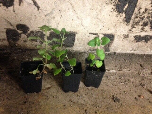 3 (6) Live 3 - 6" inch Seedlings Catnip Cat Party Supplies Nice Scent Tea Herb