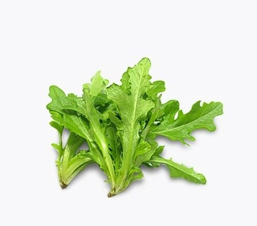 3 (6) Live 3 - 6" inch Seedlings GREEN Oak leaf Lettuce Loose Oakleaf Beautiful