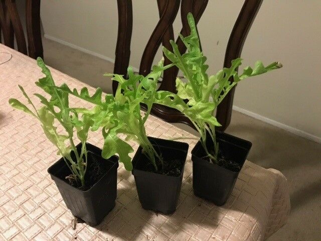 3 (6) Live 3 - 6" inch Seedlings GREEN Oak leaf Lettuce Loose Oakleaf Beautiful