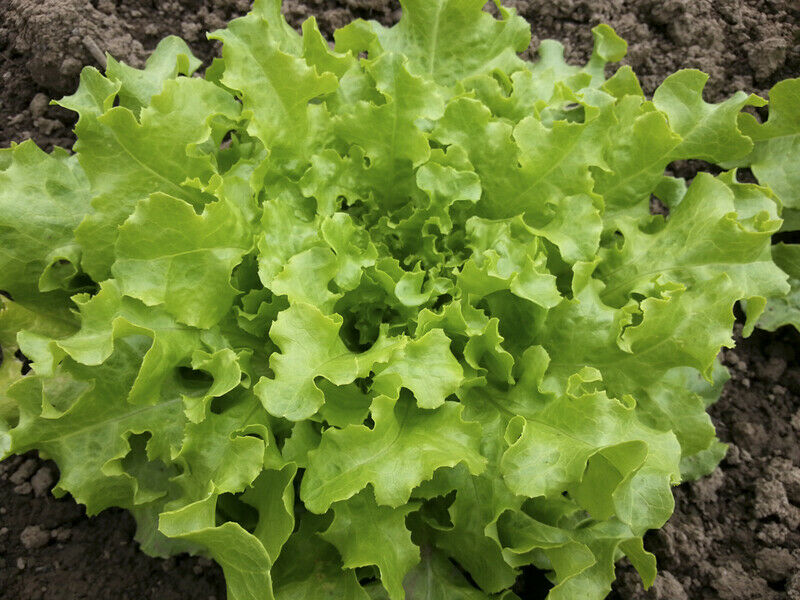 3 (6) Live 3 - 6 inch Seedlings GREEN Salad Bowl Lettuce Loose Leaf AAS Heirloom