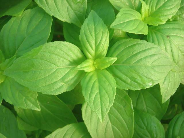 3 (6) Live 3 - 6" inch Seedlings LEMON Basil Culinary Herb Fresh Great Aroma!