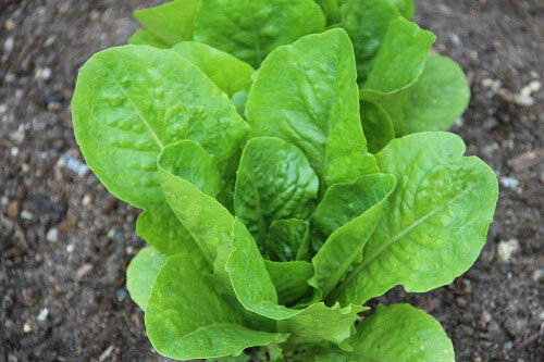3 (6) Live 4 - 7" inch Seedlings Paris Island Cos Romaine Lettuce Beautiful