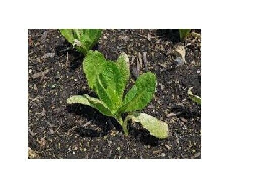 3 (6) Live 4 - 7" inch Seedlings Paris Island Cos Romaine Lettuce Beautiful