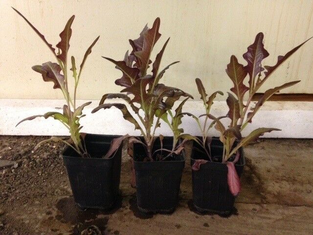 3 (6) Live 3 - 6" inch Seedlings Red Oak leaf Lettuce Loose Oakleaf Beautiful