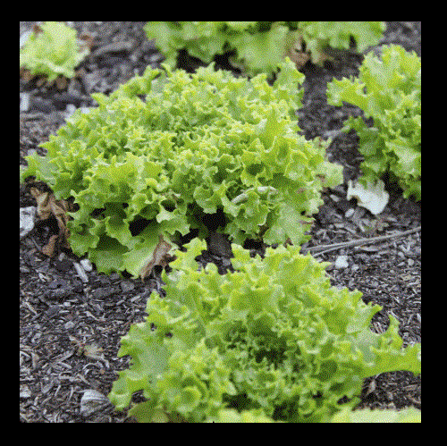 3 (6) Live 3 - 6" inch Seedlings Tango Lettuce Beautiful Frilliest leaves Salad