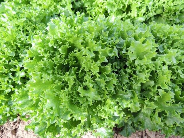 3 (6) Live 3 - 6" inch Seedlings Tango Lettuce Beautiful Frilliest leaves Salad