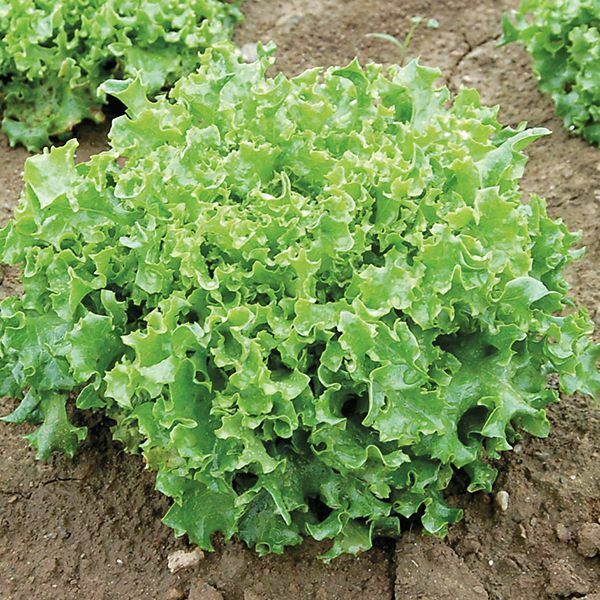 3 (6) Live 3 - 6" inch Seedlings Tango Lettuce Beautiful Frilliest leaves Salad
