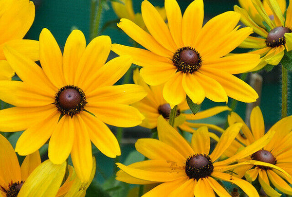3 (6) Live 5 - 8" inch Seedlings Black Eyed Susan Yellow Flower Bouquet Honey
