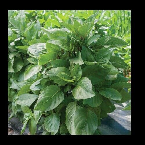 3 (6) Live 3 - 8" inch Seedlings Cardinal Basil Culinary Scent Herb Rare Fresh
