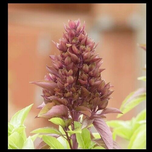 3 (6) Live 3 - 8" inch Seedlings Cardinal Basil Culinary Scent Herb Rare Fresh