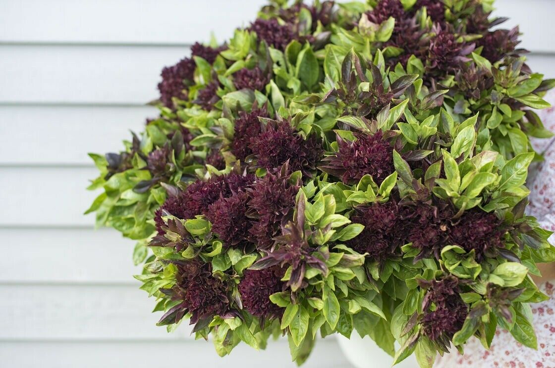 3 (6) Live 3 - 8" inch Seedlings Cardinal Basil Culinary Scent Herb Rare Fresh