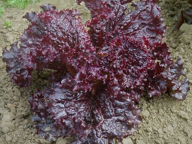 3 (6) Live 4 - 8" Seedlings Ruby Red Loose Leaf Lettuce Crispy Beautiful