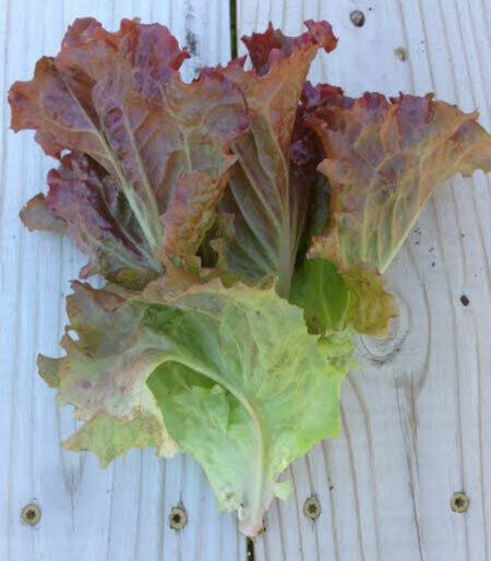 3 (6) Live 4 - 8" Seedlings Ruby Red Loose Leaf Lettuce Crispy Beautiful