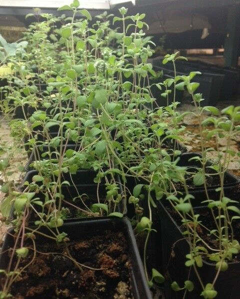 3 (9) Live 6 - 12" Seedlings Sweet Marjoram make your own Za'atar! Aroma Culinary