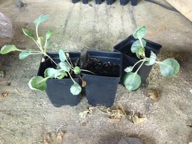 3 Live 2 - 4" inch Seedlings BRUSSELS Sprouts GUSTUS Hybrid Hard to find Quality