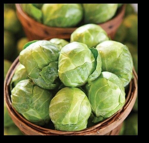 3 Live 2 - 4" inch Seedlings BRUSSELS Sprouts GUSTUS Hybrid Hard to find Quality