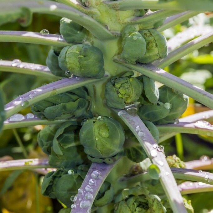 3 Live 2 - 4" inch Seedlings BRUSSELS Sprouts GUSTUS Hybrid Hard to find Quality
