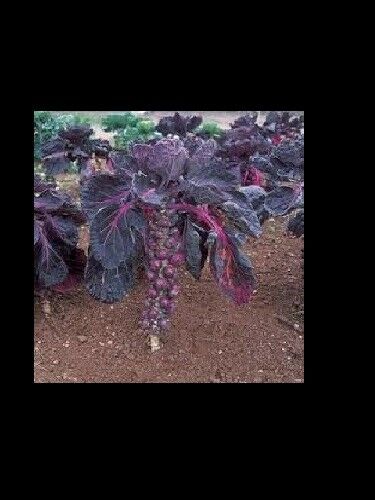 3 Live 4 - 7" inch Seedlings Falstaf RED BRUSSELS Sprouts Keeps Color! Rare