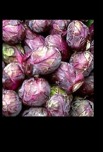 3 Live 4 - 7" inch Seedlings Falstaf RED BRUSSELS Sprouts Keeps Color! Rare