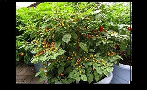 PRE ORDER 3 Live 3 - 5" inch Seedlings Aji Charapita Hot Pepper Peruvian Chili Rare