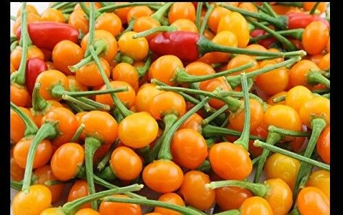 PRE ORDER 3 Live 3 - 5" inch Seedlings Aji Charapita Hot Pepper Peruvian Chili Rare