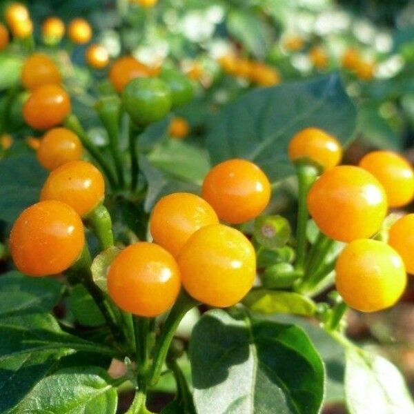 PRE ORDER 3 Live 3 - 5" inch Seedlings Aji Charapita Hot Pepper Peruvian Chili Rare