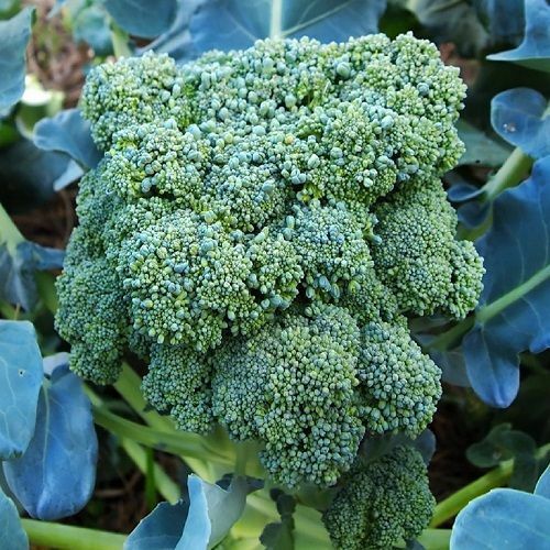 3 Live 4 - 7" inch Seedlings Calabrese Broccoli Delicious Healthy Heirloom