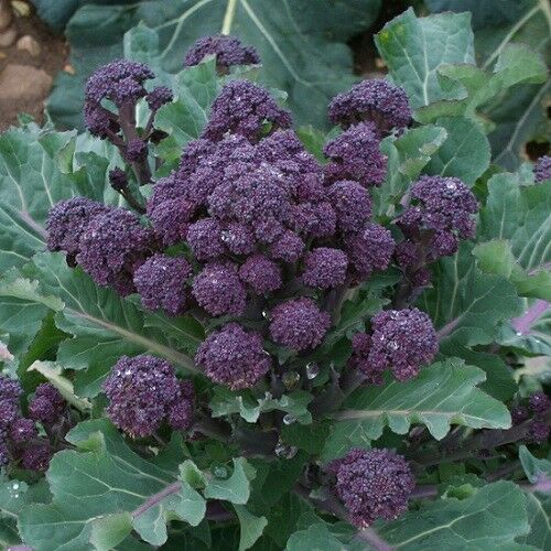 3 Live 4 - 7" inch Seedlings Purple Sprouting Broccoli Rare Healthy Heirloom Fun