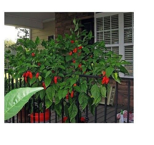 3 Live 4 - 7" inch Seedlings Red Ghost Pepper Bhut Jolokia Hot world record chili