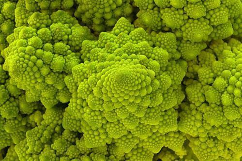 3 Live 3 - 7" inch Seedlings Romanesco Broccoli Rare Brocoflower Fractal Healthy