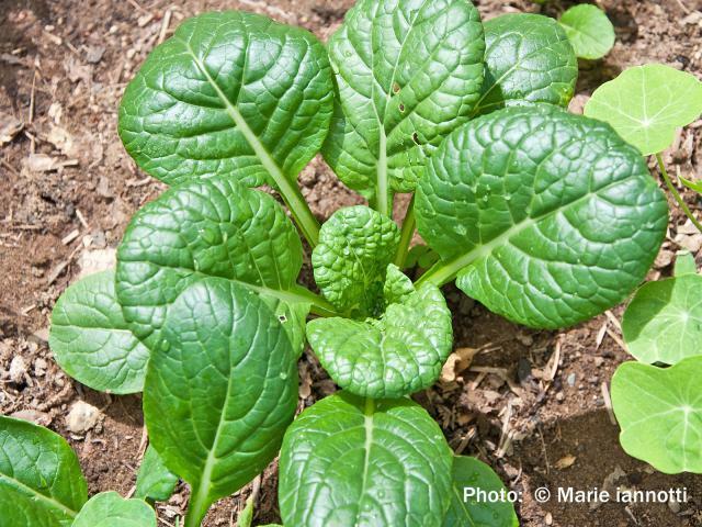 3 Live 3 - 5" inch Seedlings TATSOI Mustard spinach Delicious Healthy Heirloom
