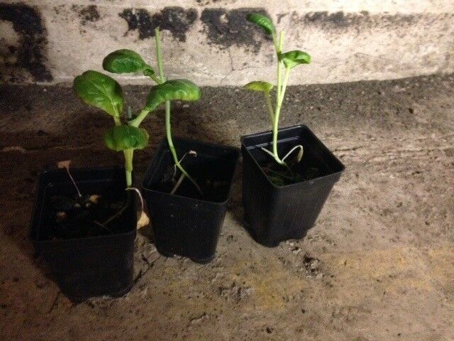 3 Live 3 - 5" inch Seedlings TATSOI Mustard spinach Delicious Healthy Heirloom