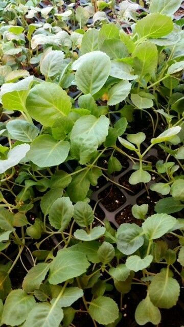 3 Live 4 - 6" inch Seedlings Waltham Broccoli 29 Delicious Healthy Heirloom