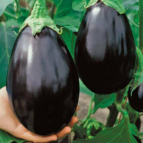 3 Live 3 - 6" Seedlings Black Beauty Eggplant Purple Aubergine Talong Beautiful