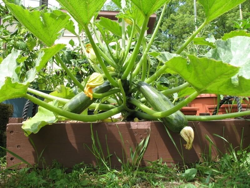 PRE ORDER 3 Live 3 – 6" Seedlings Black Beauty Zucchini Squash Summer Prolific Spineless