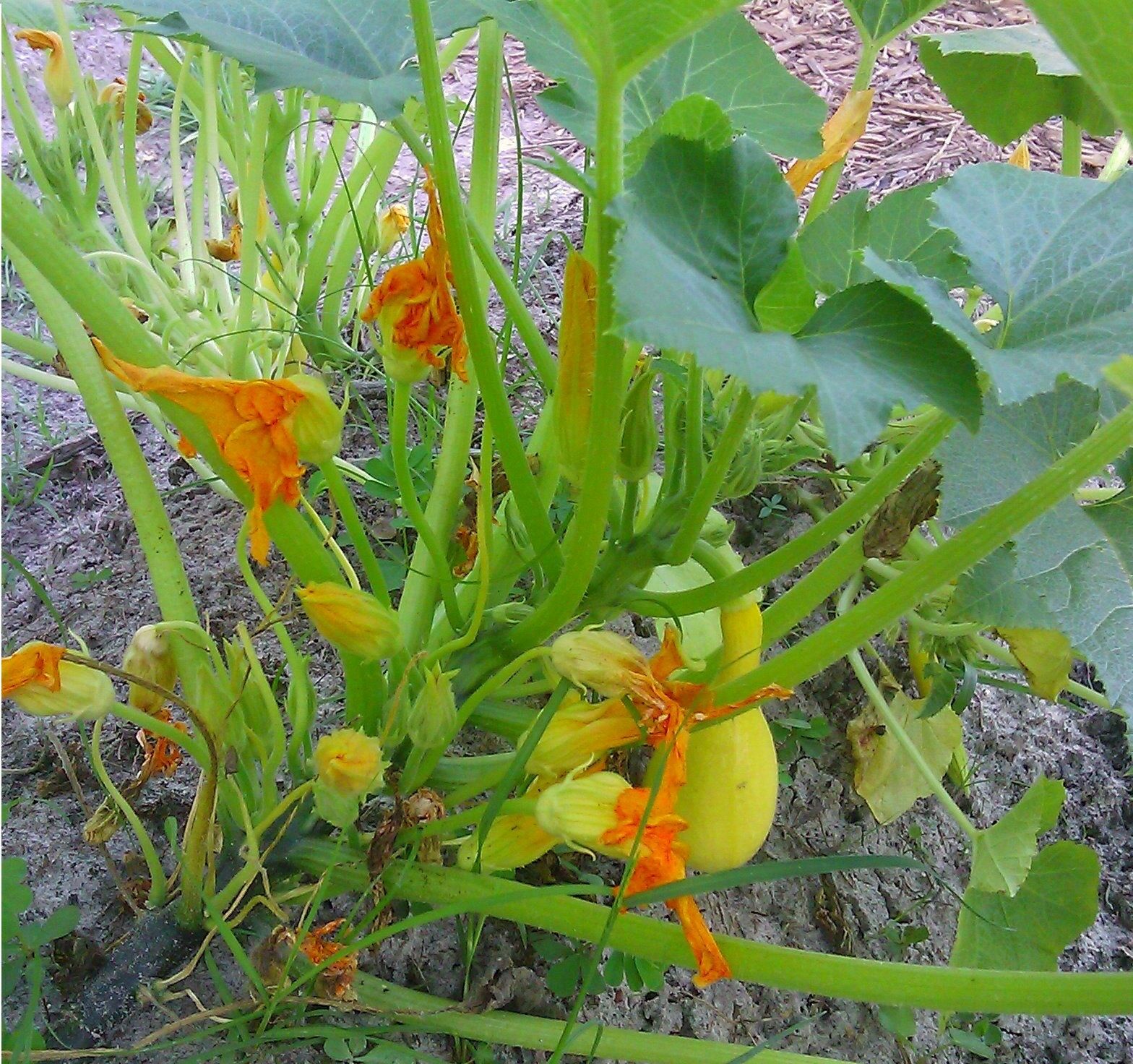 PRE ORDER 3 Live 3 - 6" Seedlings Early Crookneck Summer Squash Prolific Spineless 55 days